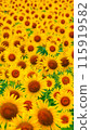 Sunflower field in full bloom 115919582