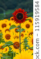 Red sunflower 115919584