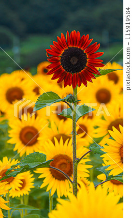 Red sunflower 115919584