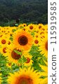 Sunflower field spreading to one side 115919585