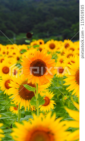 Sunflower field spreading to one side 115919585
