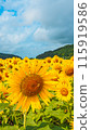 A sunflower field that shines in the blue sky 115919586