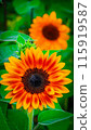 Red sunflower 115919587