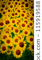 Sunflower field in full bloom 115919588