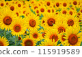 Sunflower field in full bloom 115919589