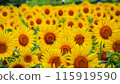 Sunflower field in full bloom 115919590