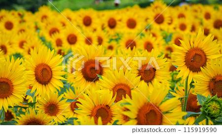 Sunflower field in full bloom 115919590