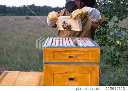 A beekeeper, a woman in a protective suit against bee stings, holds a frame with honey from a bee hive in her hands. Beekeeping, care of the hive 115919613