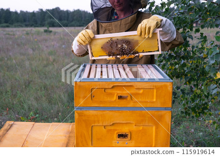 A beekeeper, a woman in a protective suit against bee stings, holds a frame with honey from a bee hive in her hands. Beekeeping, care of the hive 115919614