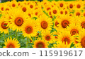 Sunflower field in full bloom 115919617