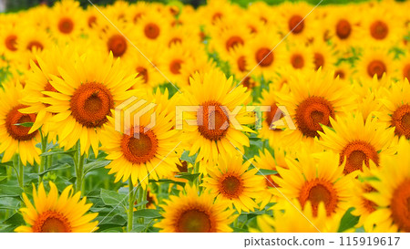 Sunflower field in full bloom 115919617