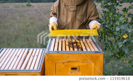 A beekeeper, a woman in a protective suit against bee stings, installs a separation grate in the hive. Beekeeping, care of the hive A beekeeper, a woman in a protective suit against bee stings, installs a separation grate in the hive. Beekeeping, care of the hive 115919618