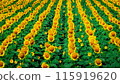 Sunflower field spreading to one side 115919620