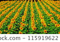Sunflower field spreading to one side 115919622