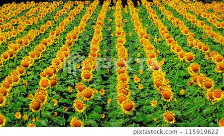 Sunflower field spreading to one side 115919622