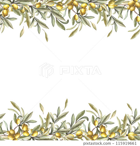 Olive branch with fruit berries and green leaves. Watercolor botanical floral seamless banner, frame Hand drawn nature illustration for food oil, cosmetic label, packaging, card on isolated background Olive branch with fruit berries and green leaves. Watercolor botanical floral seamless banner, frame Hand drawn nature illustration for food oil, cosmetic label, packaging, card on isolated background 115919661