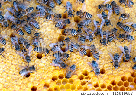 Bees sit on honeycombs with honey in a bee frame in a beehive close-up. Beekeeping, sealing honeycombs with wax and pouring honey, breeding and keeping bees Bees sit on honeycombs with honey in a bee frame in a beehive close-up. Beekeeping, sealing honeycombs with wax and pouring honey, breeding and keeping bees 115919698