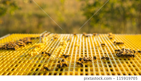 Bees are sitting in a hive on a close-up frame. Beekeeping, sealing honeycombs with wax and pouring honey, breeding and keeping bees Bees are sitting in a hive on a close-up frame. Beekeeping, sealing honeycombs with wax and pouring honey, breeding and keeping bees 115919705