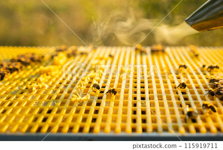 The bee cigarette lighter on the hive fumigates bees with smoke 115919711