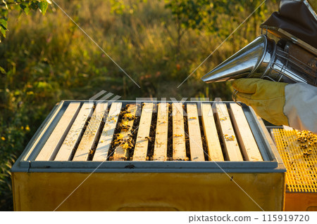 The bee cigarette lighter on the hive fumigates bees with smoke 115919720