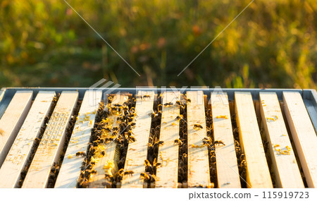 Bees are sitting in a hive on a close-up frame. Beekeeping, sealing honeycombs with wax and pouring honey, breeding and keeping bees 115919723
