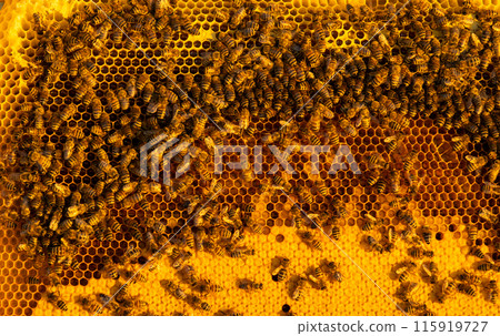 Bees sit on honeycombs with honey in a bee frame in a beehive close-up. Beekeeping, sealing honeycombs with wax and pouring honey, breeding and keeping bees Bees sit on honeycombs with honey in a bee frame in a beehive close-up. Beekeeping, sealing honeycombs with wax and pouring honey, breeding and keeping bees 115919727