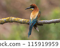 A bee-eater (Merops apiaster) on a branch 115919959