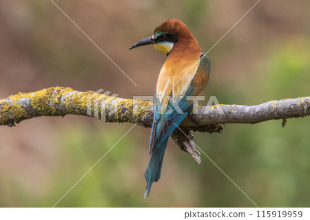 A bee-eater (Merops apiaster) on a branch A bee-eater (Merops apiaster) on a branch 115919959