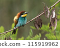 A bee-eater (Merops apiaster) on a branch 115919962