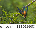 A bee-eater (Merops apiaster) on a branch 115919963