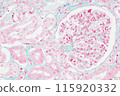 Kidney cells (EM staining) 115920332