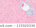 Liver tissue (EM staining) 115920336