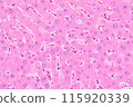 Liver cells (HE staining) 115920339