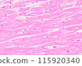 Cardiac cells (HE staining) 115920340