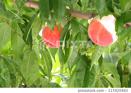 Two peaches that have turned delicious and grown big Two peaches that have turned delicious and grown big 115920483