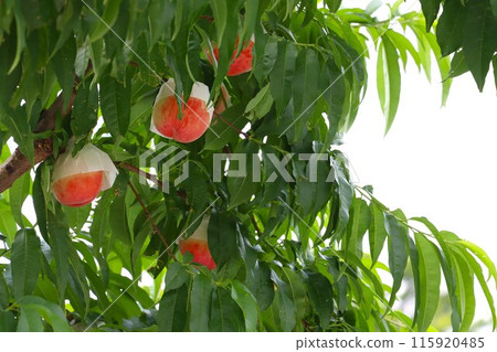 Peaches on the tree that are close to ripeness and covered with bags Peaches on the tree that are close to ripeness and covered with bags 115920485