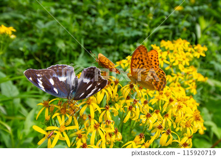 女性生長激素 115920719