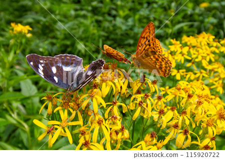 Female Growth Hormone 115920722