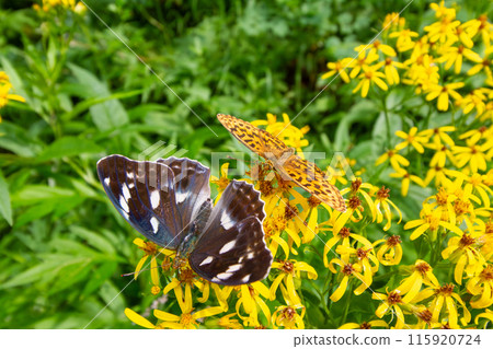 Female Growth Hormone 115920724