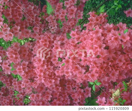 Flowers background. Colorful summer flowers close view photo 115920809