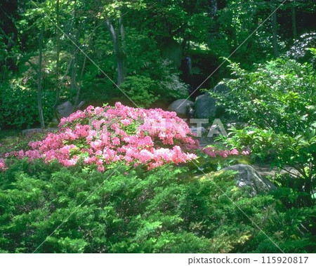 Flowers background. Colorful summer flowers close view photo Flowers background. Colorful summer flowers close view photo 115920817