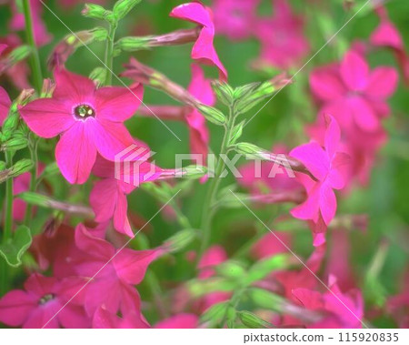 Flowers background. Colorful summer flowers close view photo 115920835