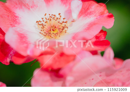 Pink roses blooming in Jindai Botanical Gardens 115921009