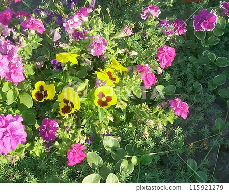 Flowers background. Colorful summer flowers close view photo 115921279