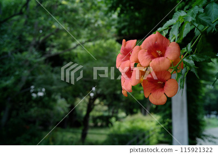 Nausua Kazura (Ling Flower) 115921322