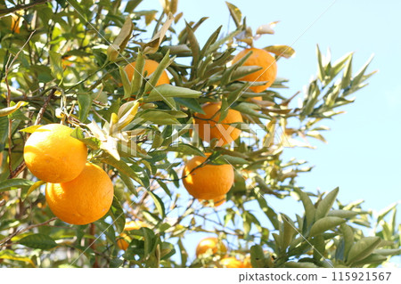 bitter summer orange 115921567
