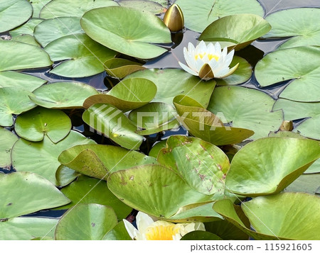 White water lily on the surface of the pond on the water surface in the garden. Floral background 115921605