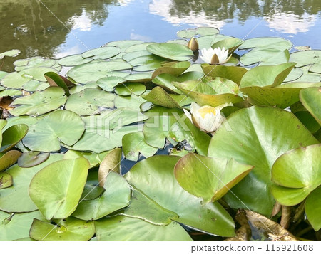 White water lily on the surface of the pond on the water surface in the garden. Floral background White water lily on the surface of the pond on the water surface in the garden. Floral background 115921608