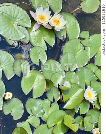 White water lily on the surface of the pond on the water surface in the garden. Floral background White water lily on the surface of the pond on the water surface in the garden. Floral background 115921610