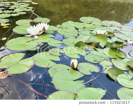 White water lily on the surface of the pond on the water surface in the garden. Floral background White water lily on the surface of the pond on the water surface in the garden. Floral background 115921617